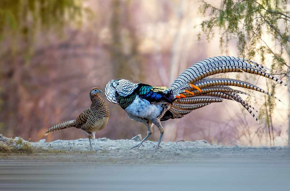 lady,amherst’s,pheasant